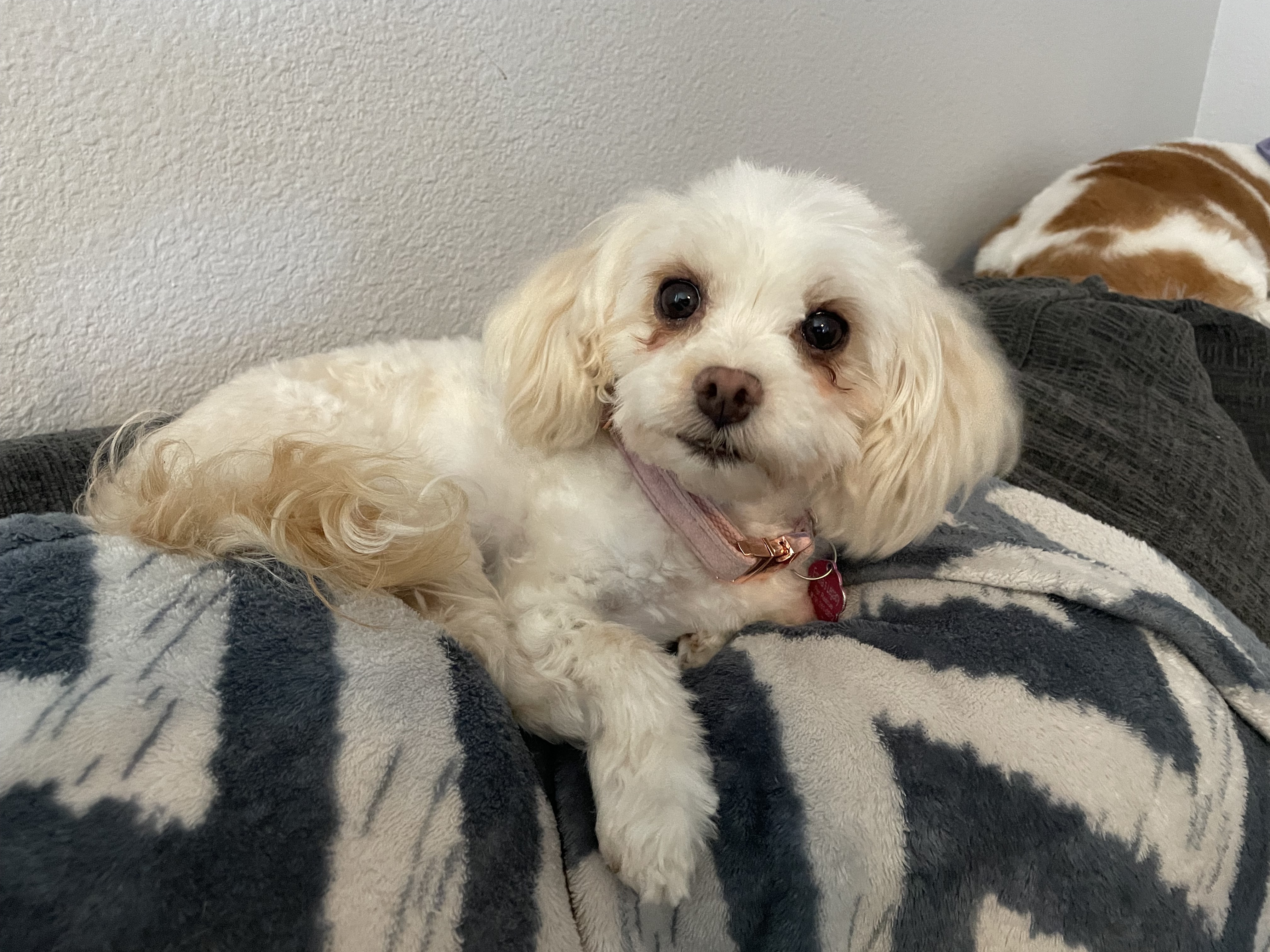 Enlarge Cece, a Adopted mixed breed in Cibolo, TX image 4/4