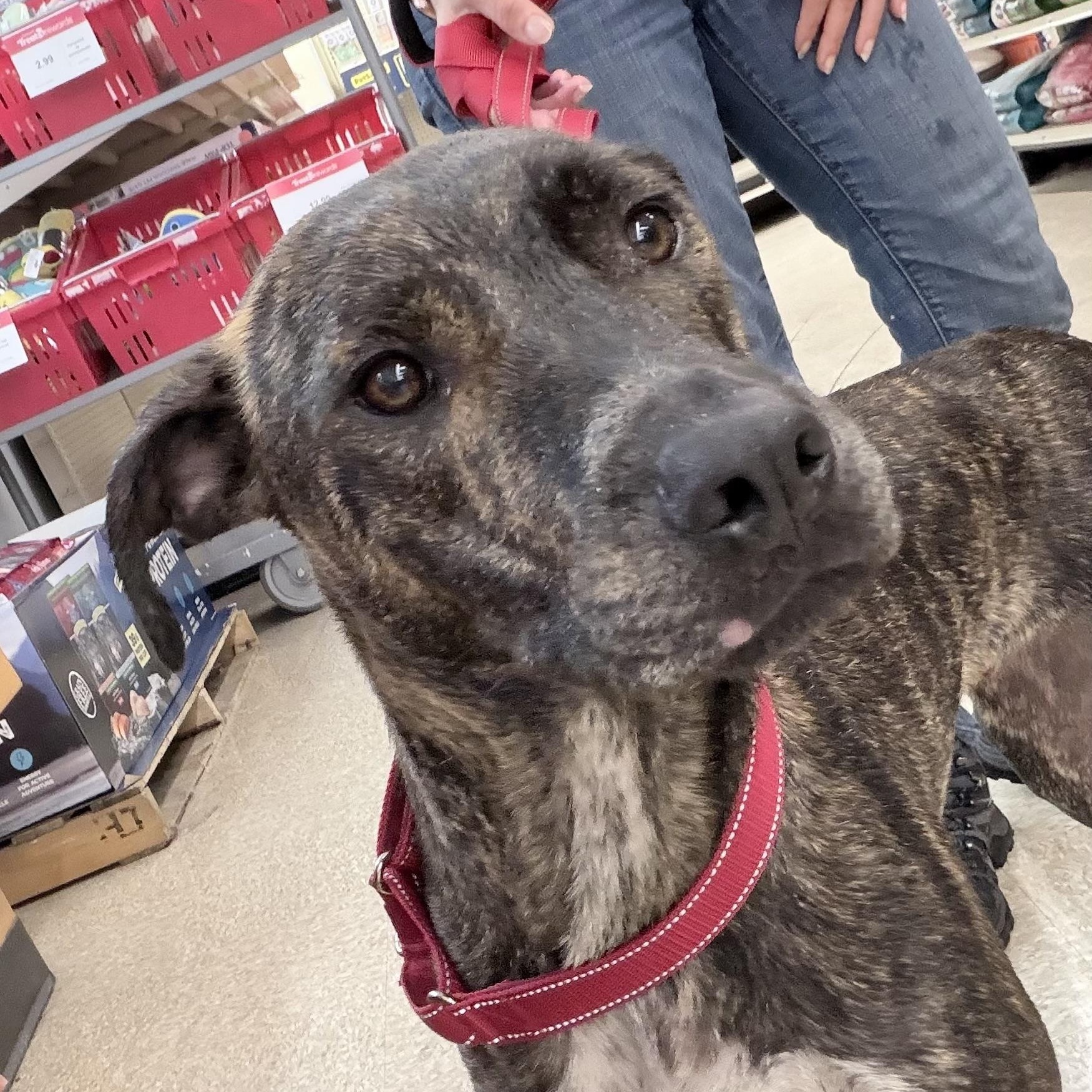 Enlarge Angus - Local October 9-11, a Adoptable mixed breed in Happy Valley , OR image 4/5