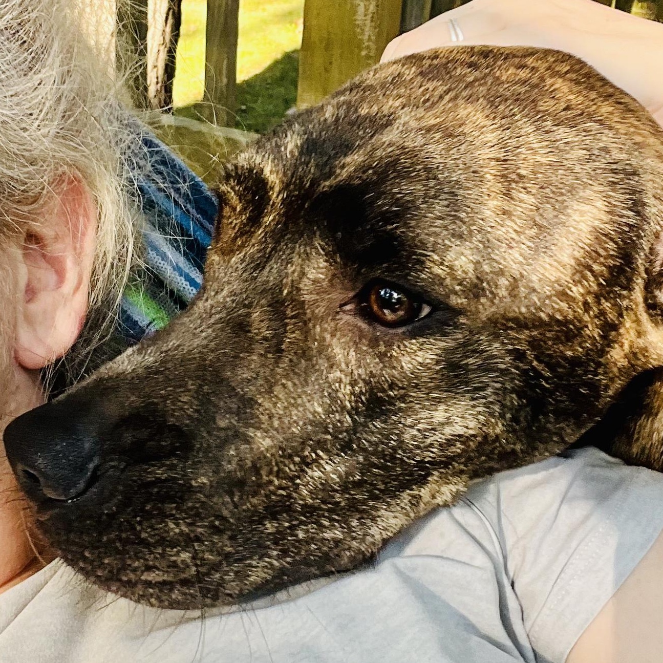 Enlarge Angus - Local October 9-11, a Adoptable mixed breed in Happy Valley , OR image 2/5