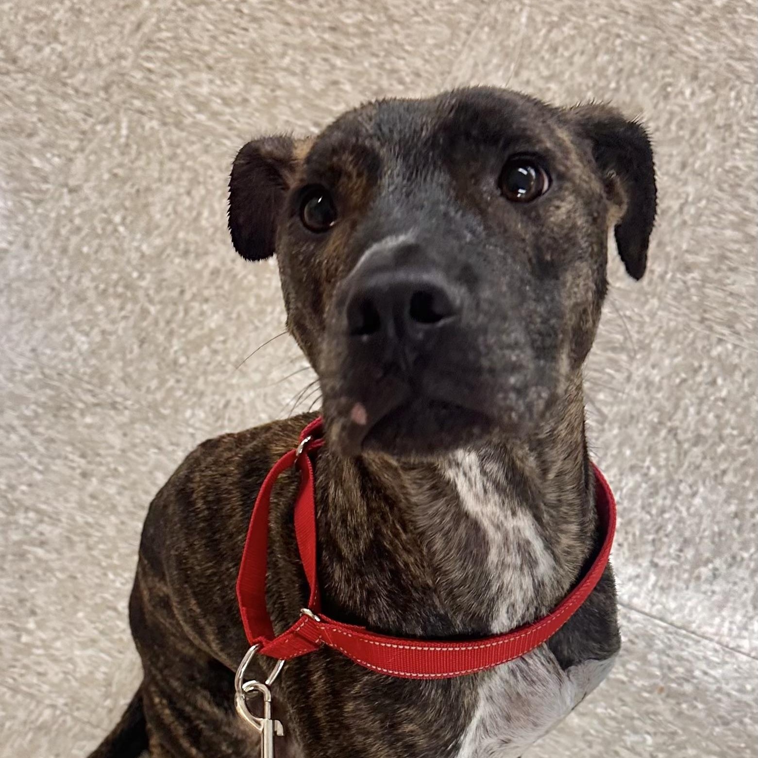 Enlarge Angus - Local October 9-11, a Adoptable mixed breed in Happy Valley , OR image 5/5