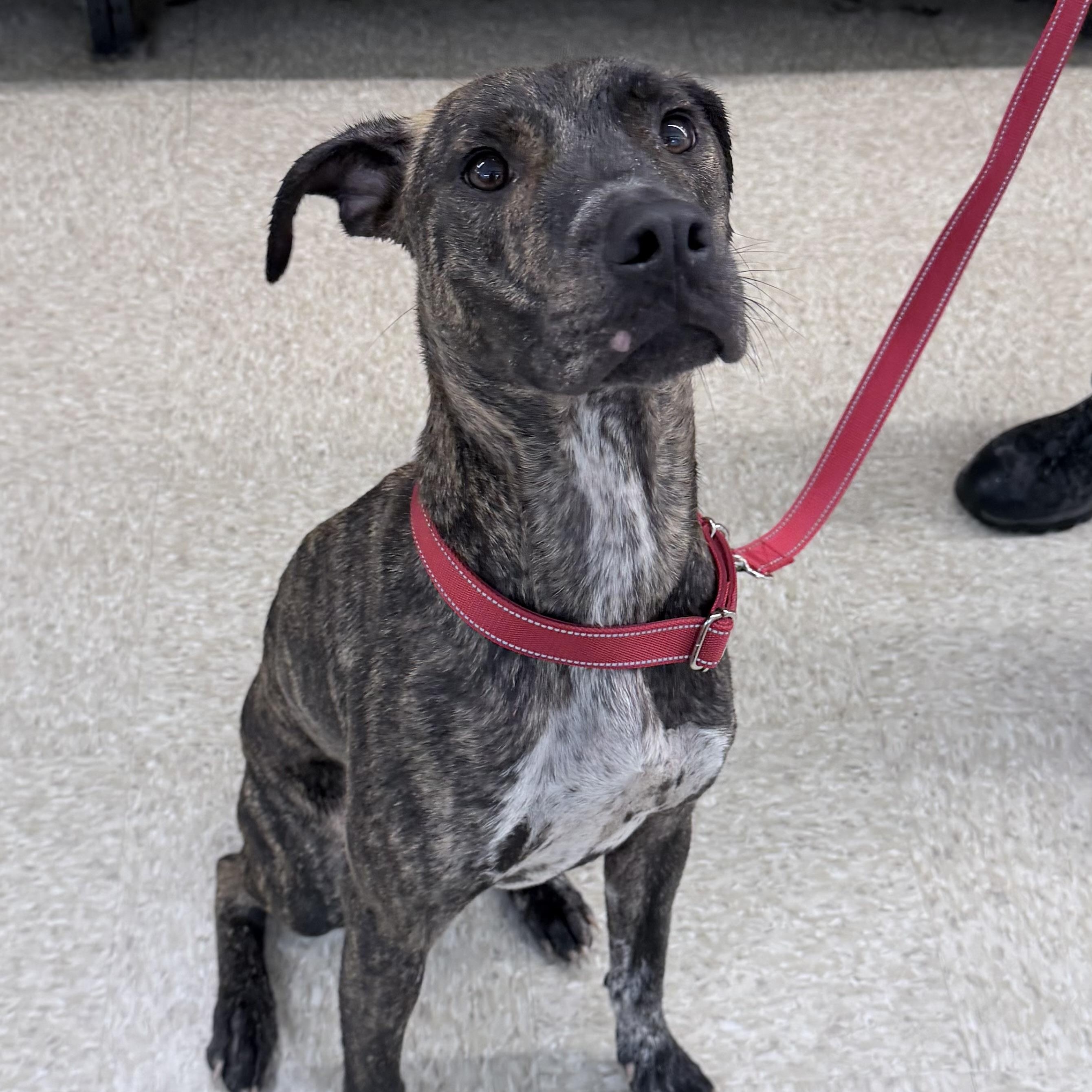Enlarge Angus - Local October 9-11, a Adoptable mixed breed in Happy Valley , OR image 1/5