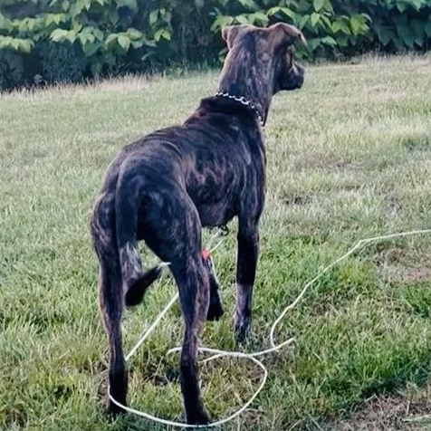Enlarge Angus - Local October 9-11, a Adoptable mixed breed in Happy Valley , OR image 3/5