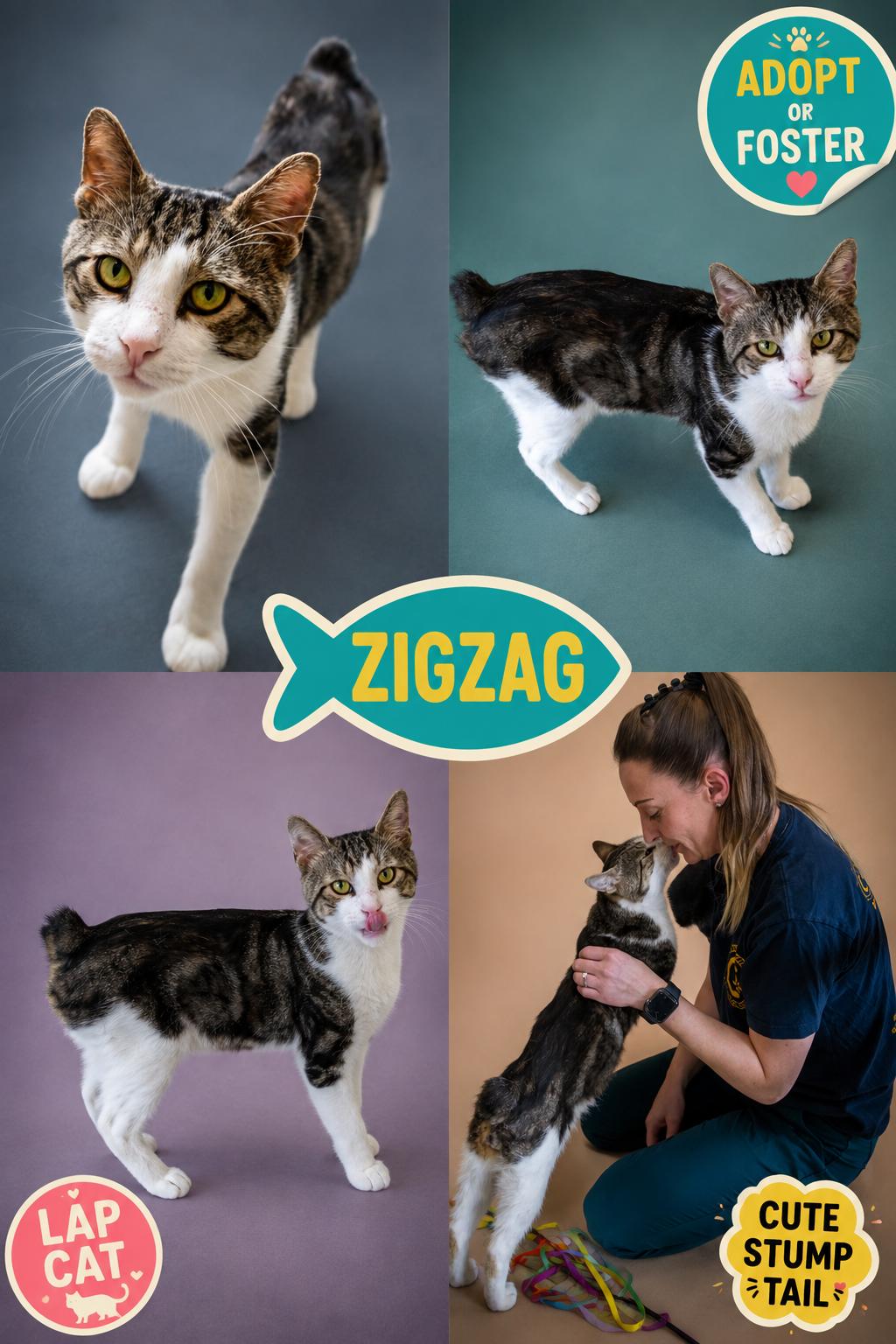 ZigZag (FCID# 07/06/2026 - 53 Brandywine PS), ADOPTABLE, Adult • Male, American Bobtail & Tabby.