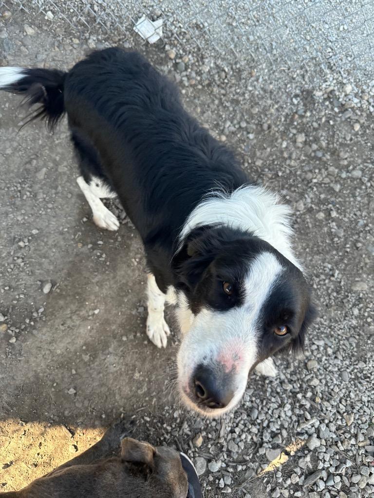 Ziva, ADOPTABLE, Adult Female Border Collie & Great Pyrenees.