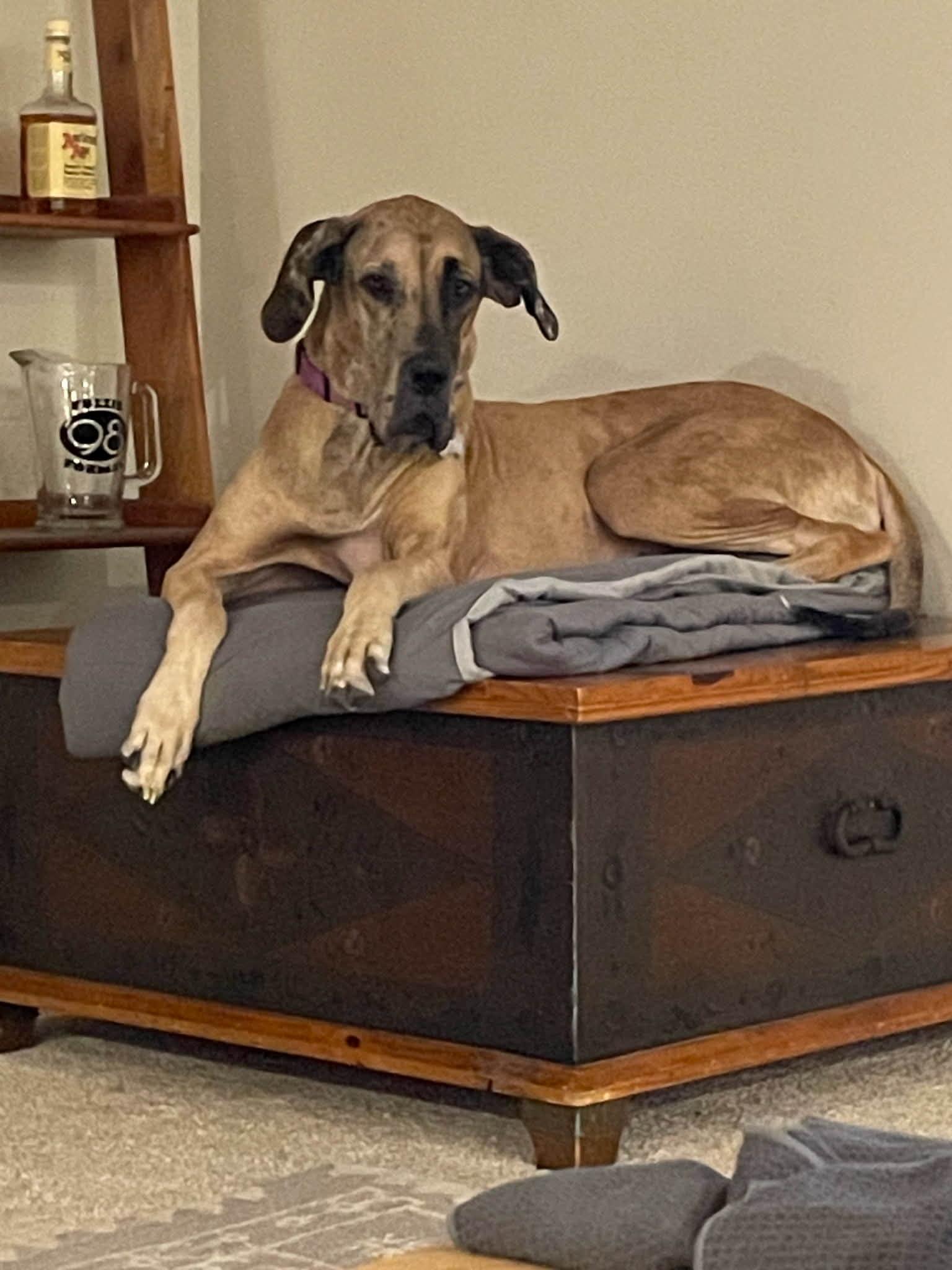 Enlarge Lucy, a Adoptable Great Dane in Cincinnati, OH image 1/3