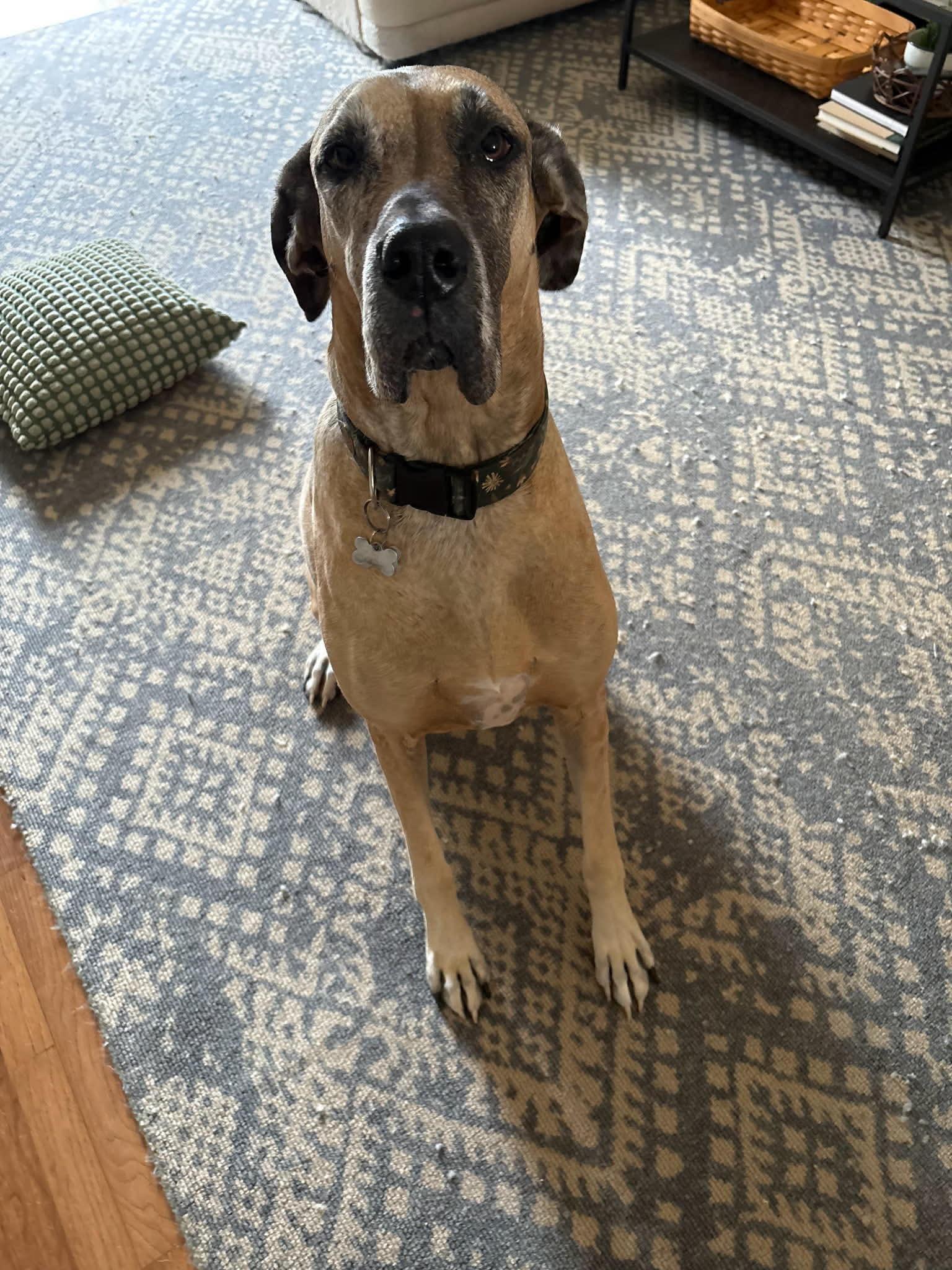 Enlarge Lucy, a Adoptable Great Dane in Cincinnati, OH image 2/3