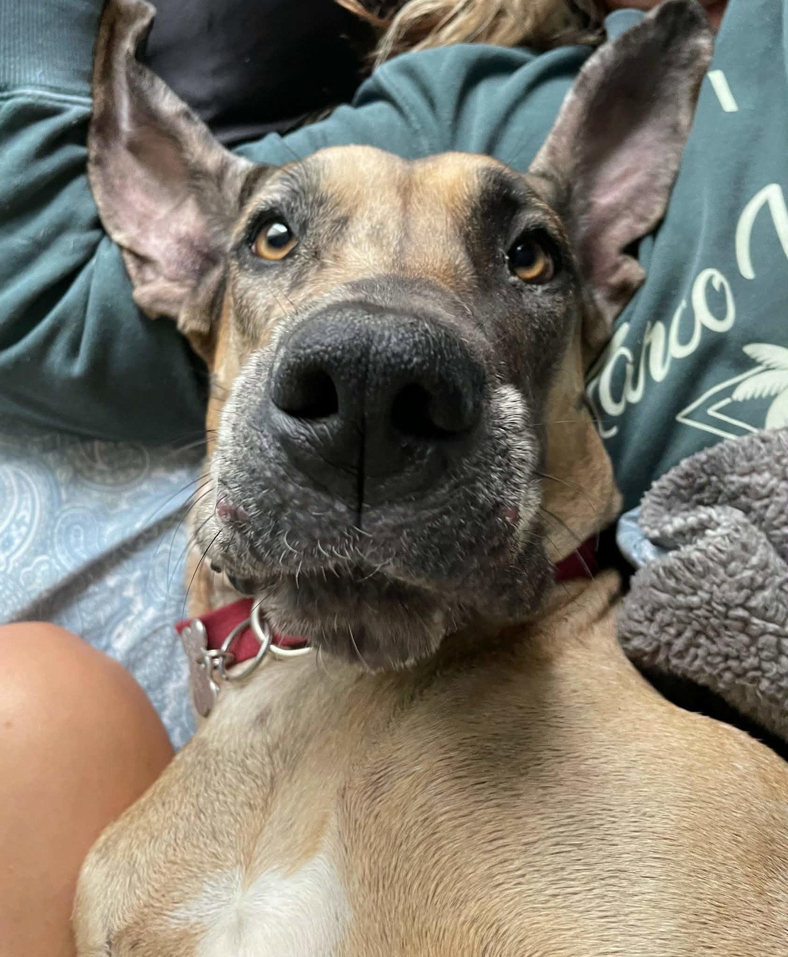 Enlarge Lucy, a Adoptable Great Dane in Cincinnati, OH image 3/3