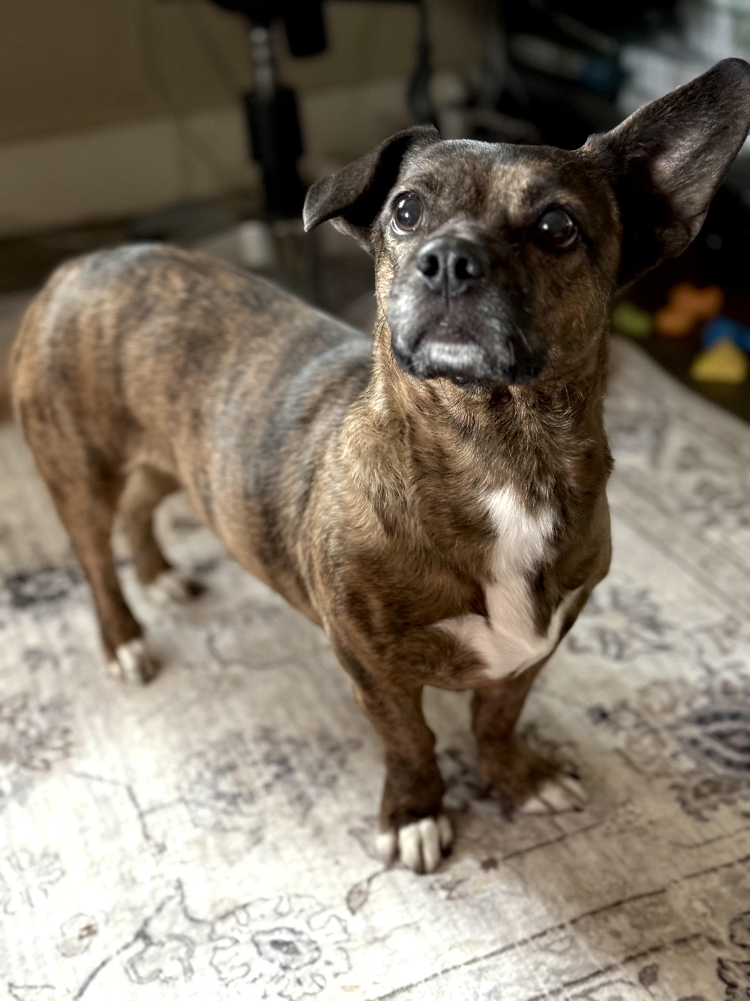 Scarlet, Adopted, Adult Female Mixed Breed & Corgi.