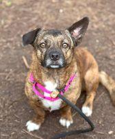 Enlarge Scarlet, a Adopted mixed breed in Itasca, TX image 3/3