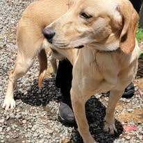 Loki, adopted, Adult Male Hound.