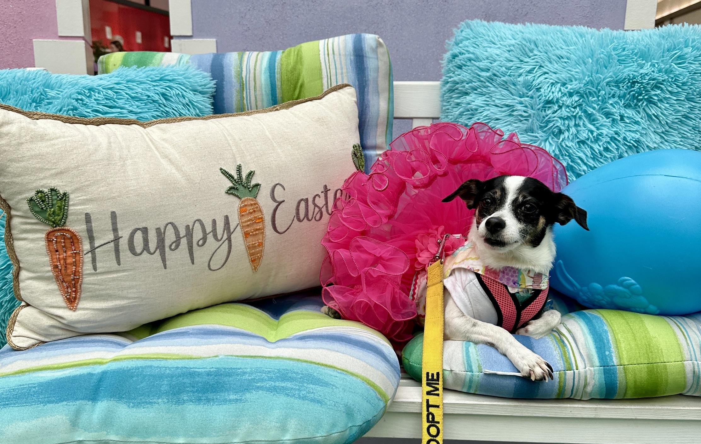 Enlarge Tammy, a ADOPTABLE mixed breed in chevy chase, MD image 5/6