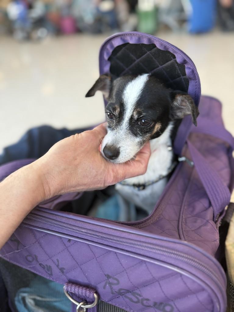 Enlarge Tammy, a ADOPTABLE mixed breed in chevy chase, MD image 6/6