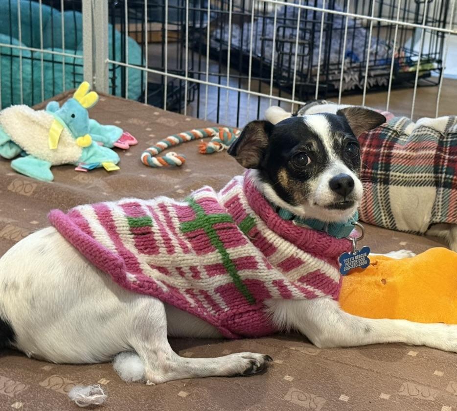 Tammy, ADOPTABLE, Adult Female Chihuahua.