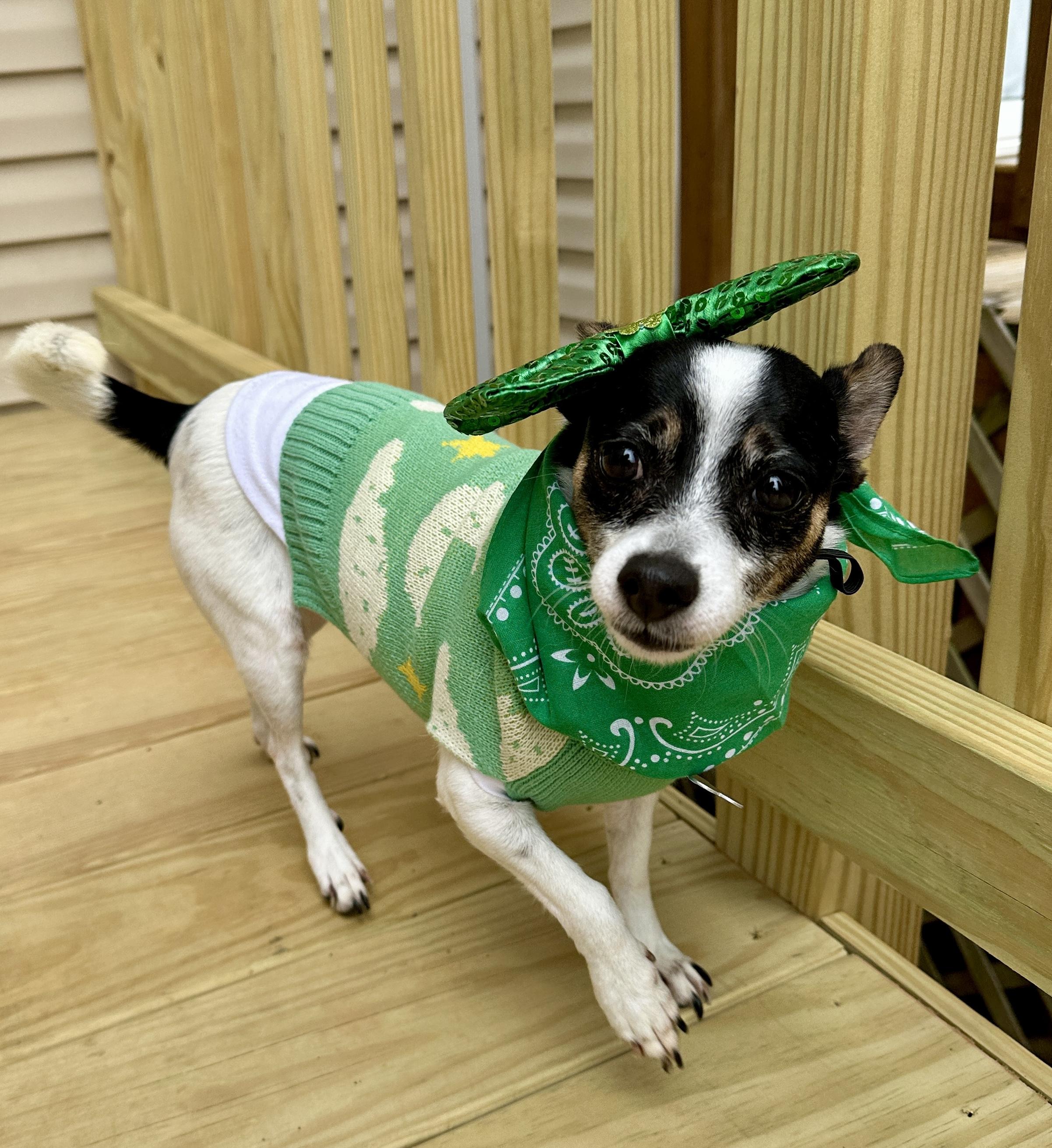 Tammy, adopted, Adult Female Chihuahua.