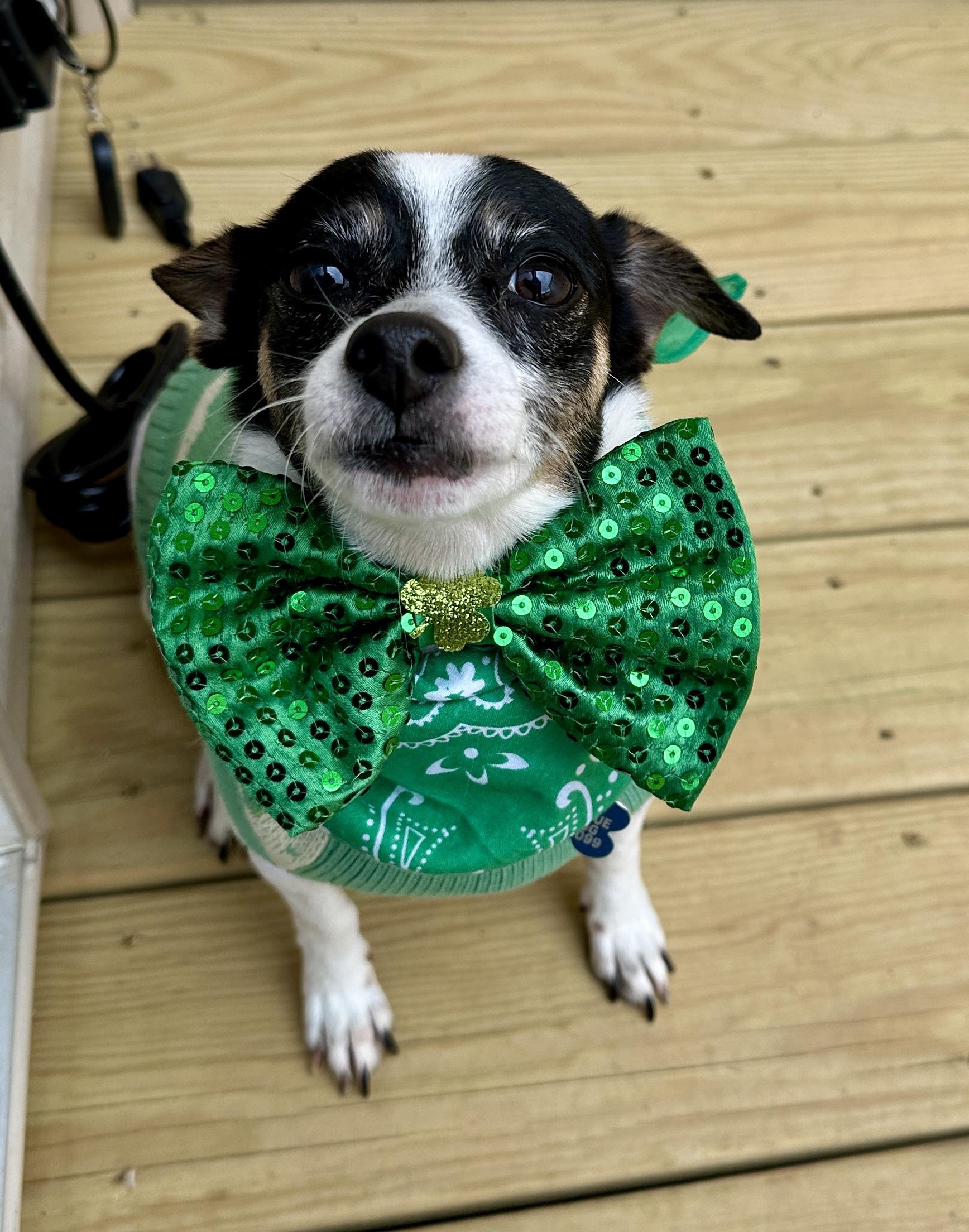 Enlarge Tammy, a ADOPTABLE mixed breed in chevy chase, MD image 4/6