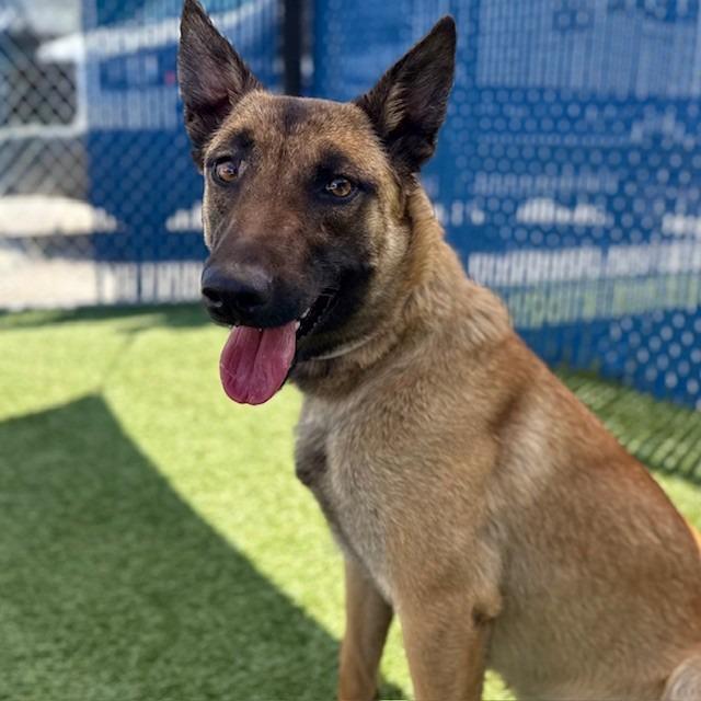 Mabel, Adoptable, Young Female Belgian Shepherd / Malinois.