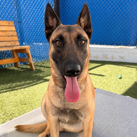 Enlarge Mabel, a Adoptable Belgian Shepherd / Malinois in Long Beach, CA image 2/5