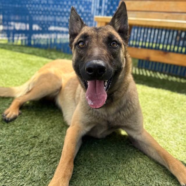 Enlarge Mabel, a Adoptable Belgian Shepherd / Malinois in Long Beach, CA image 3/5