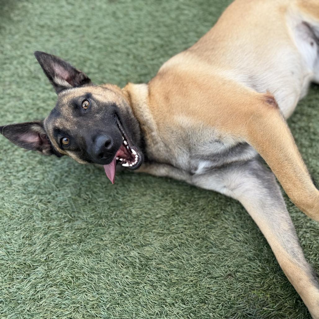 Enlarge Mabel, a Adoptable Belgian Shepherd / Malinois in Long Beach, CA image 4/5