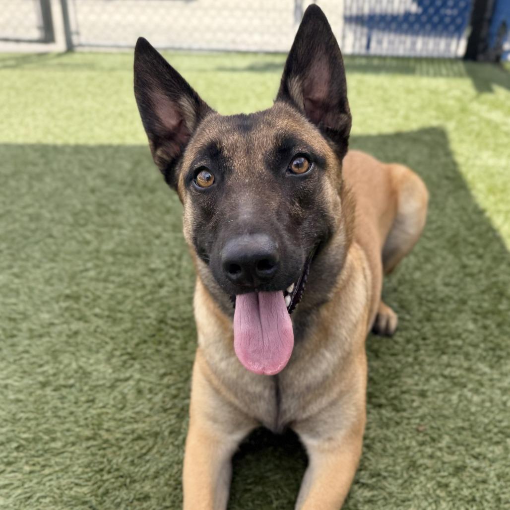 Enlarge Mabel, a Adoptable Belgian Shepherd / Malinois in Long Beach, CA image 5/5
