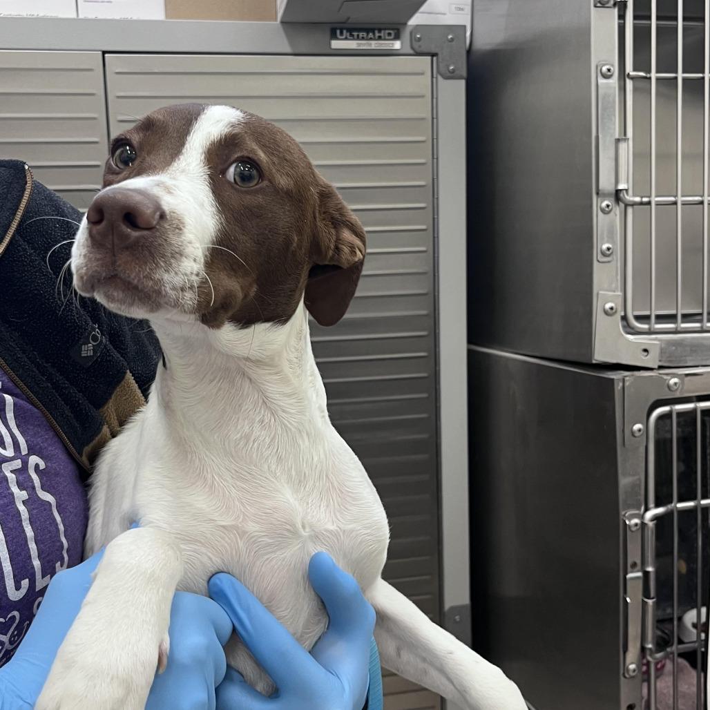 CT Judith, Adoptable, Young Female Pointer.