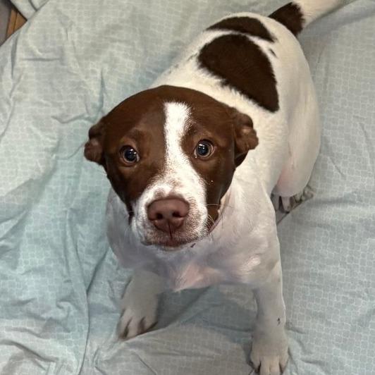 Enlarge CT Judith, a Adoptable mixed breed in Stormville, NY image 2/6