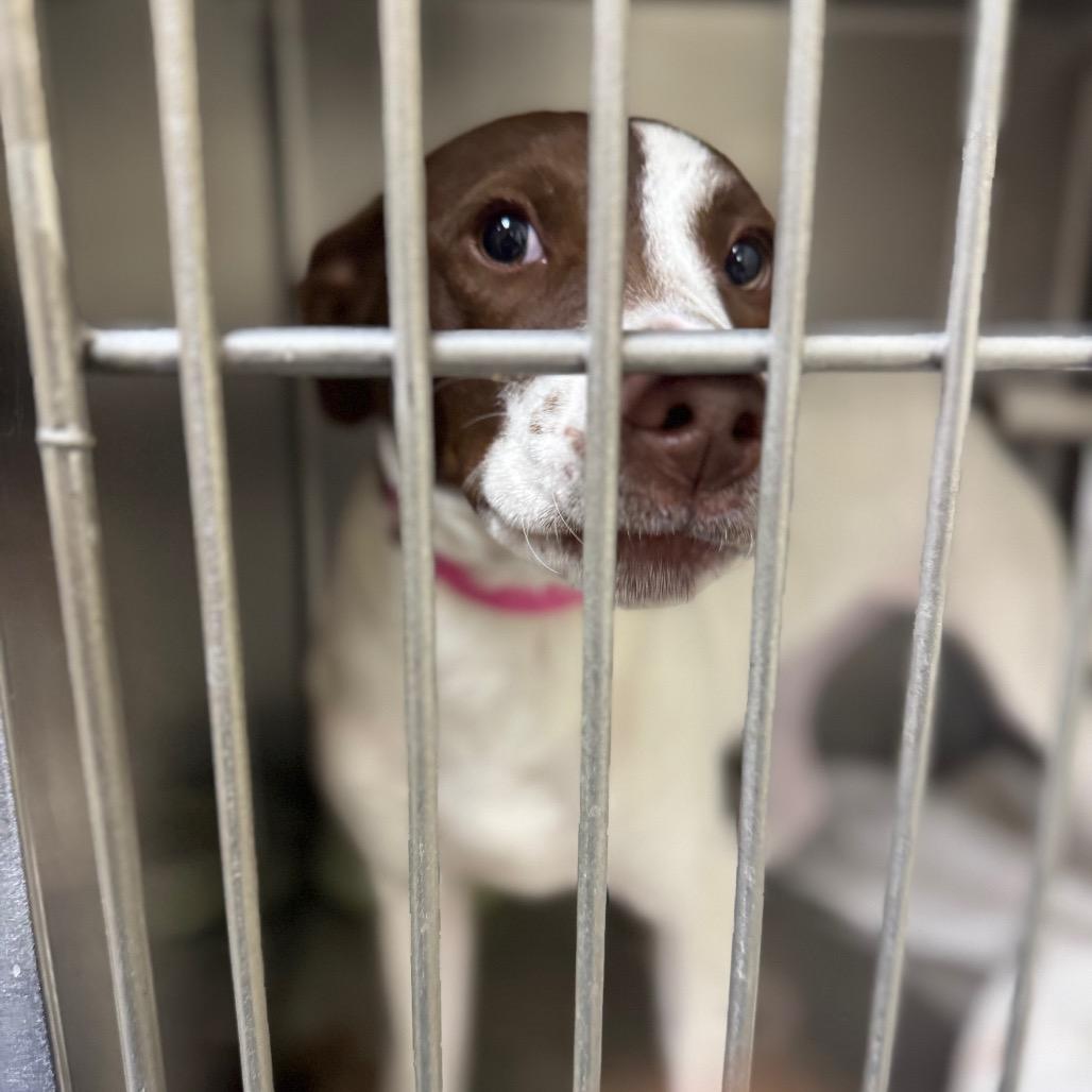 Enlarge CT Judith, a Adoptable mixed breed in Stormville, NY image 4/6