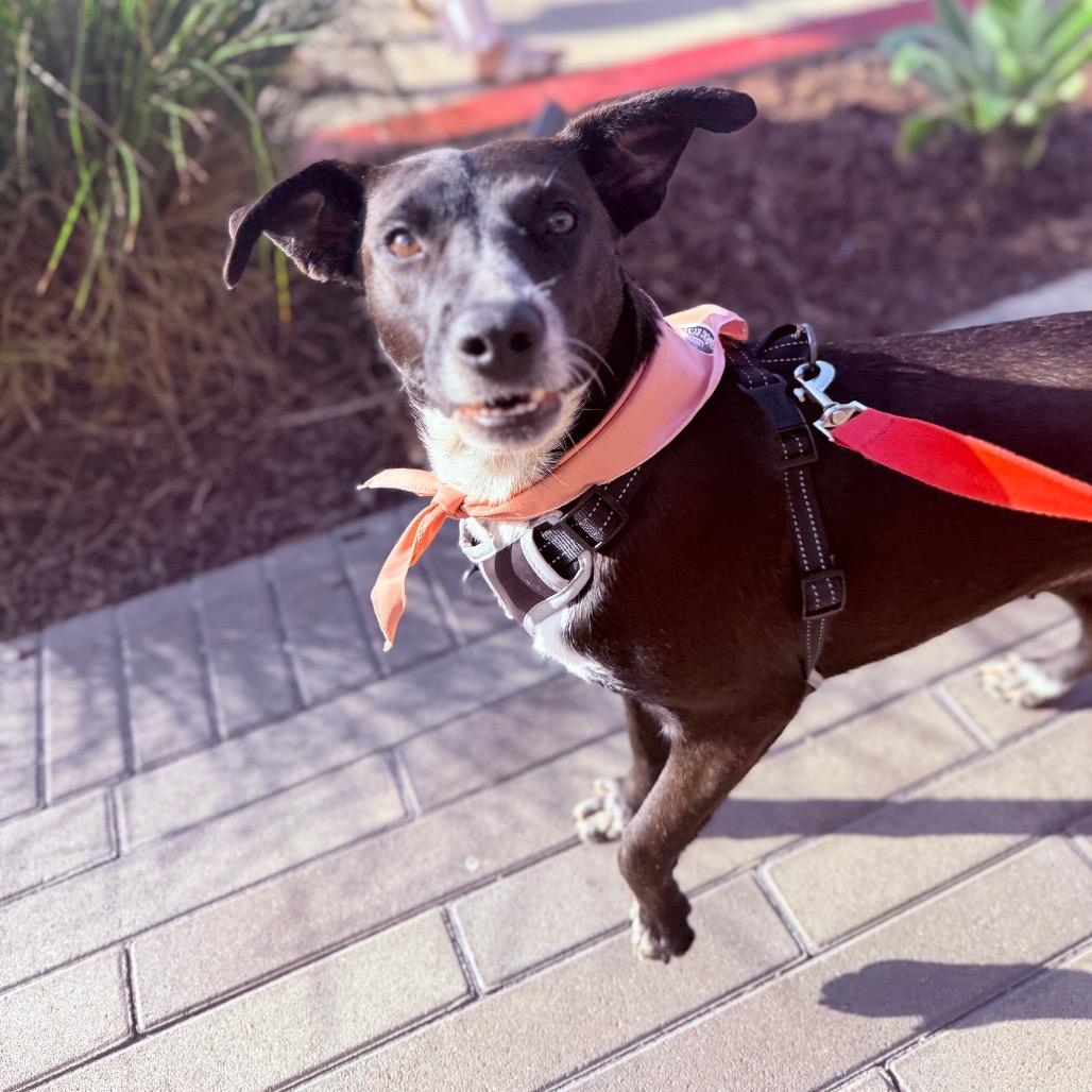 Lety, Adoptable, Adult Female Mixed Breed.