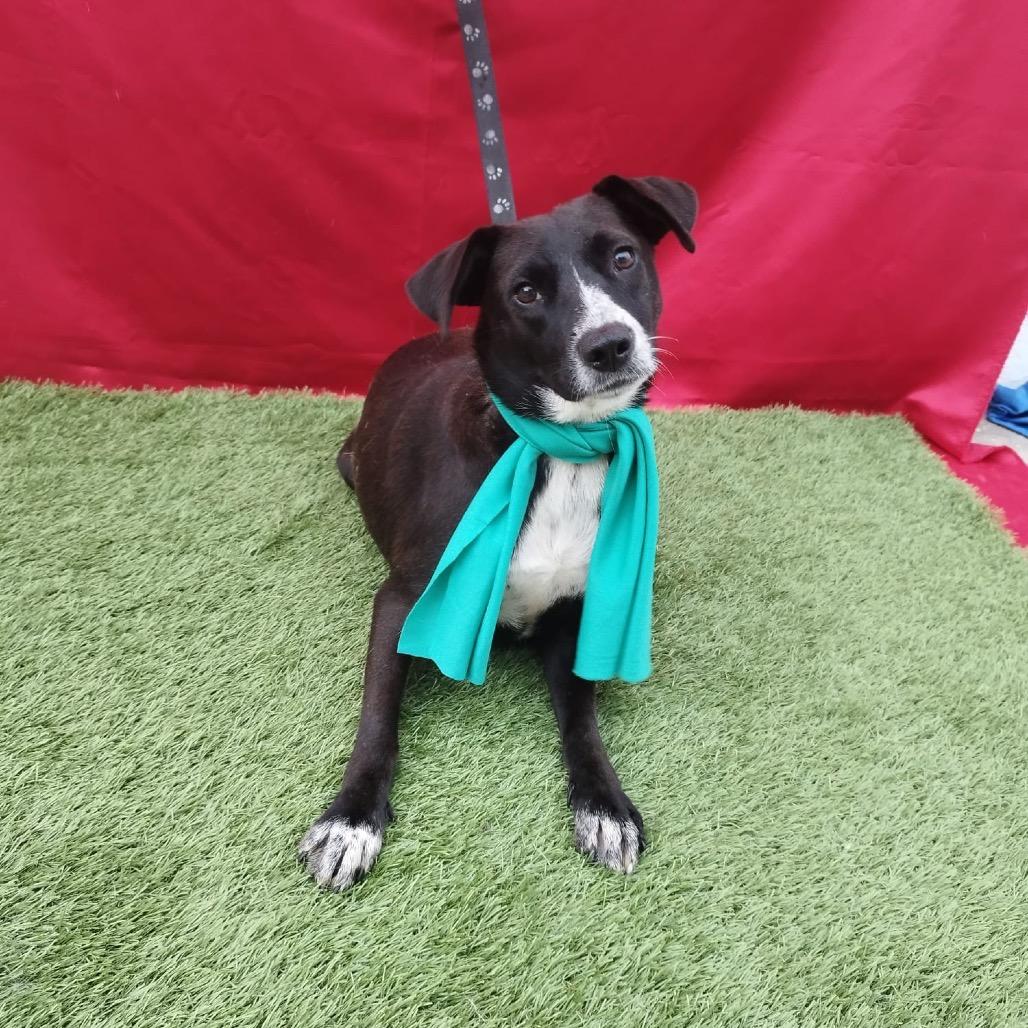 Enlarge Lety, a Adoptable Mixed Breed in San Diego, CA image 2/6