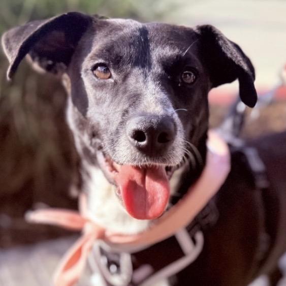 Enlarge Lety, a Adoptable Mixed Breed in San Diego, CA image 3/6