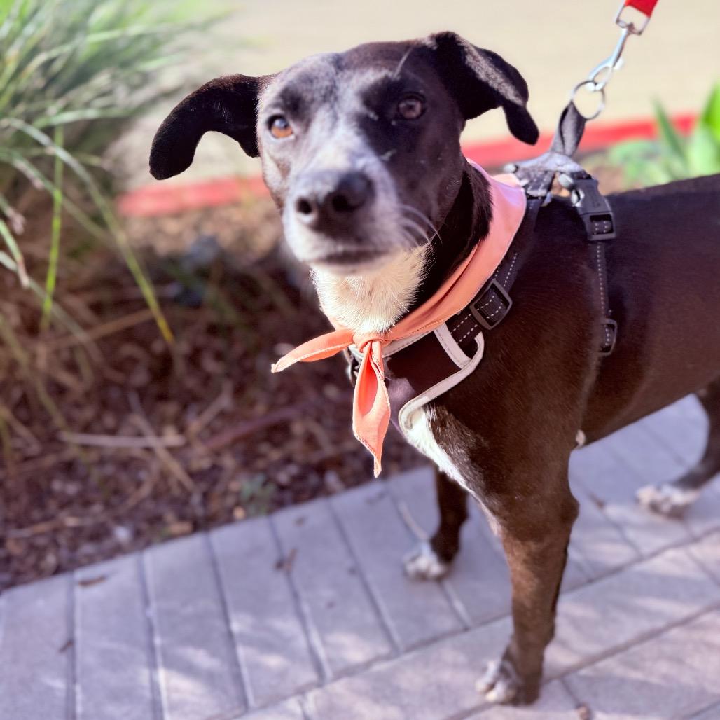 Enlarge Lety, a Adoptable Mixed Breed in San Diego, CA image 4/6