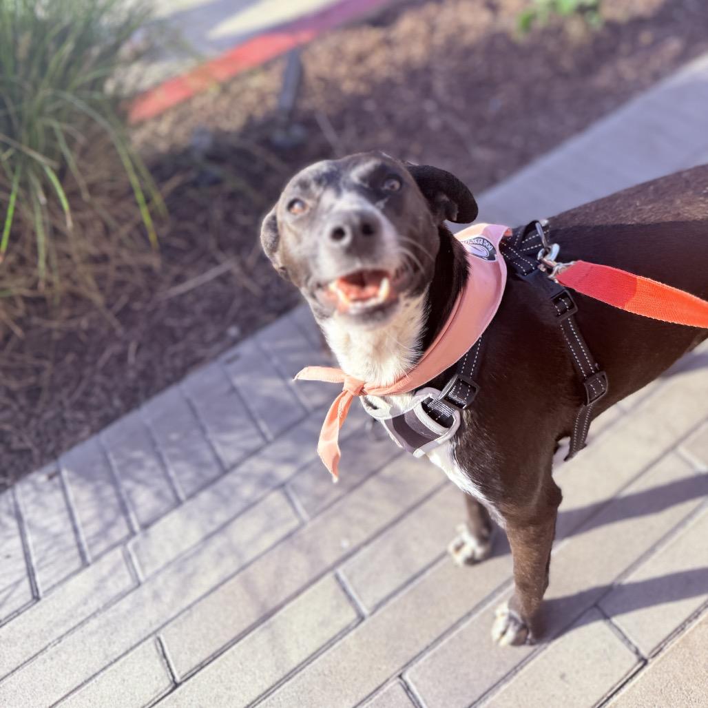 Enlarge Lety, a Adoptable Mixed Breed in San Diego, CA image 5/6