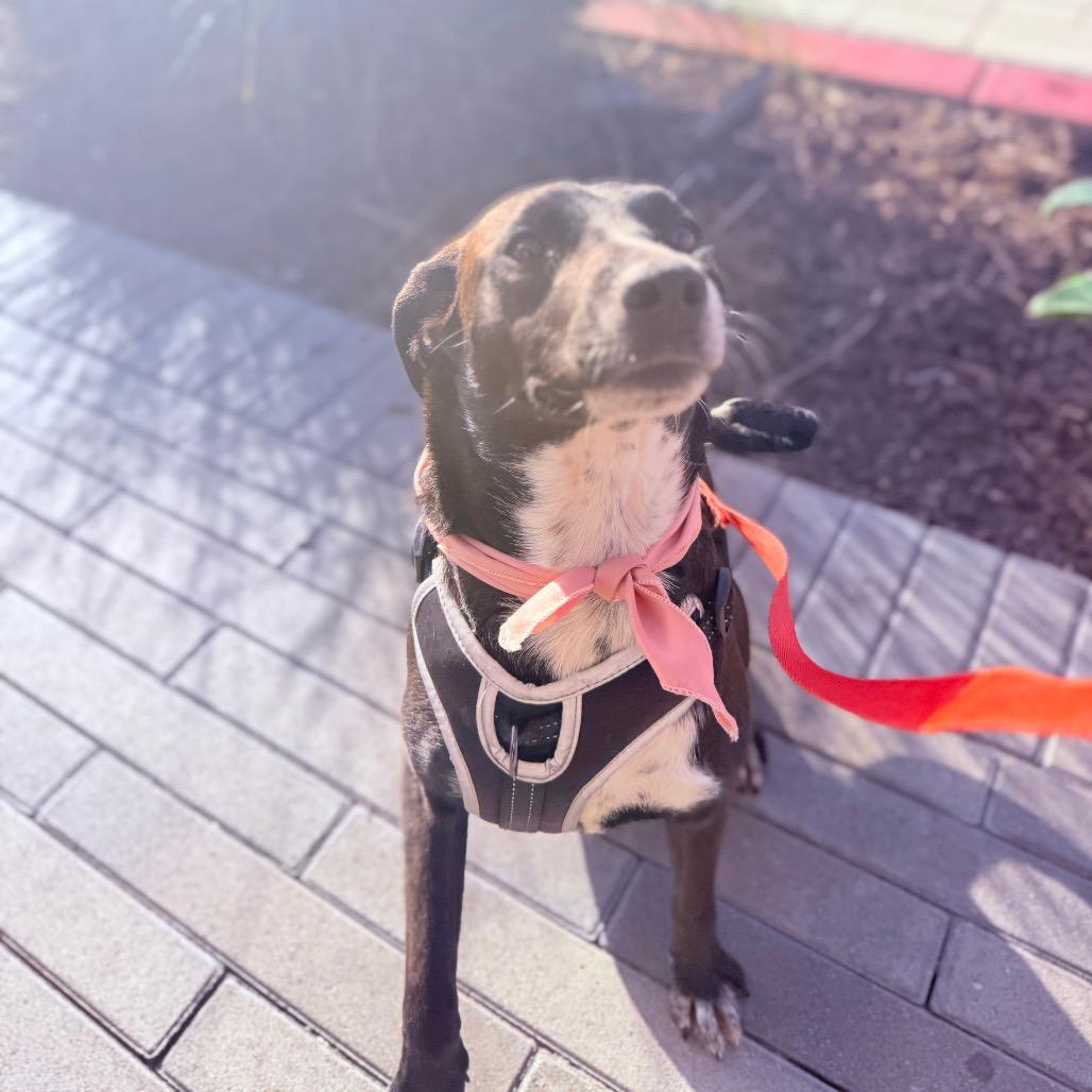 Enlarge Lety, a Adoptable Mixed Breed in San Diego, CA image 6/6