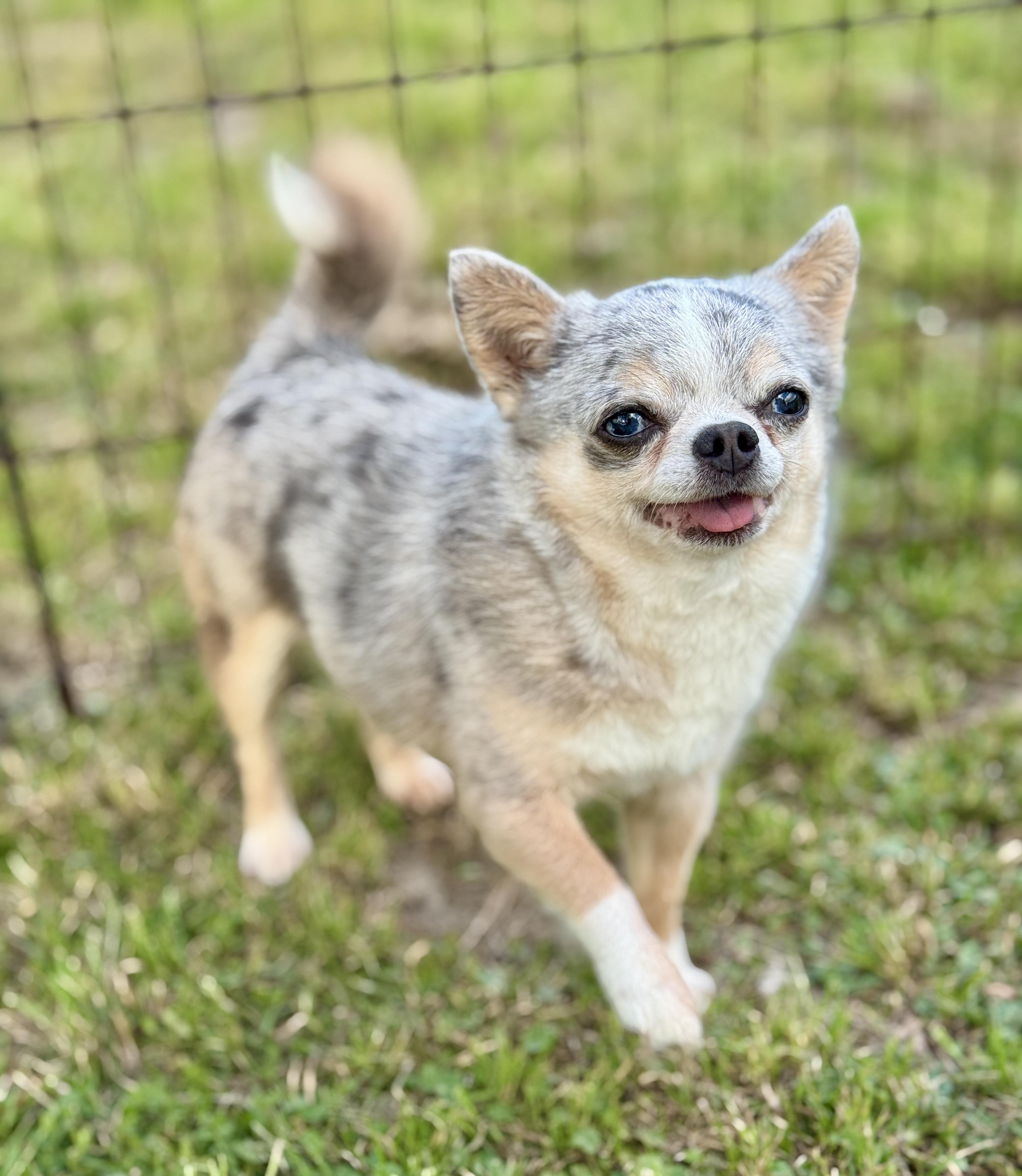 Stryker (5.5 lbs), an adopted Chihuahua in Enfield, CT image 1/5