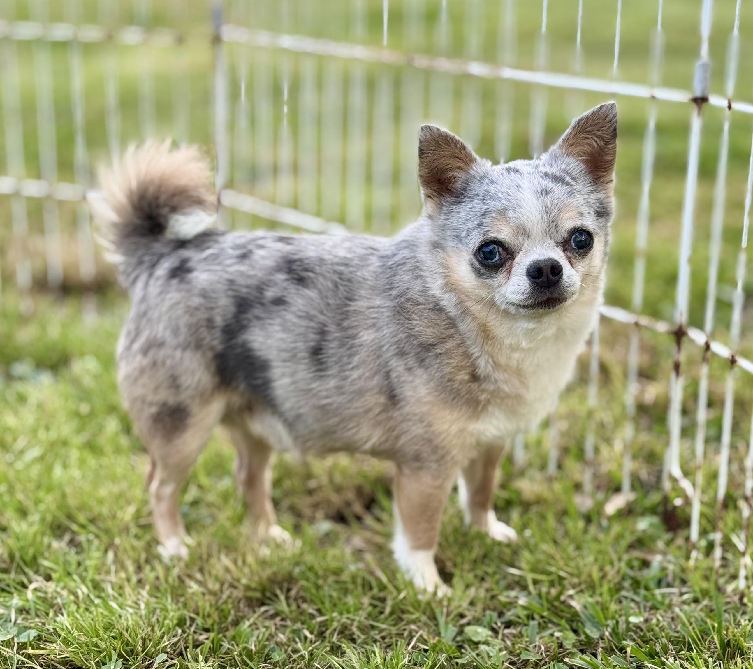 Stryker (5.5 lbs), an adopted Chihuahua in Enfield, CT image 3/5