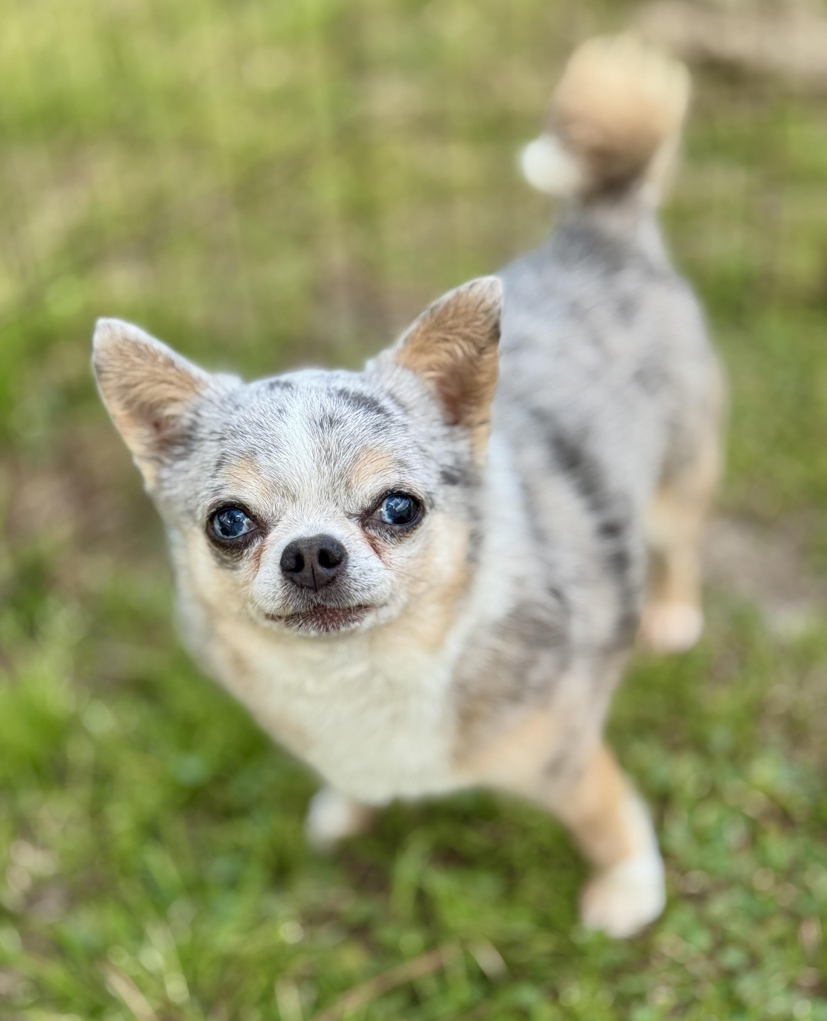 Stryker (5.5 lbs), an adopted Chihuahua in Enfield, CT image 5/5