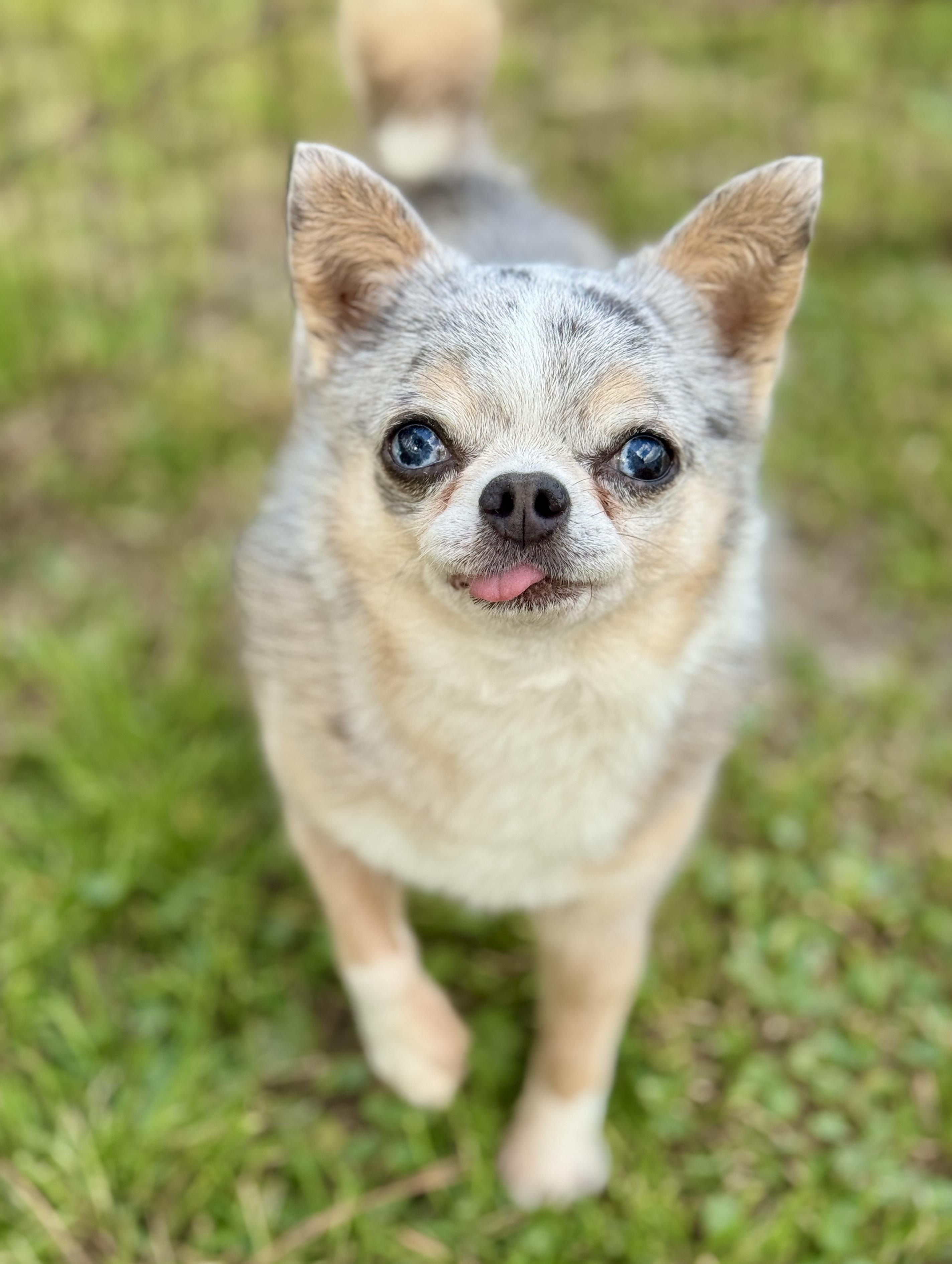 Stryker (5.5 lbs), an adopted Chihuahua in Enfield, CT image 2/5