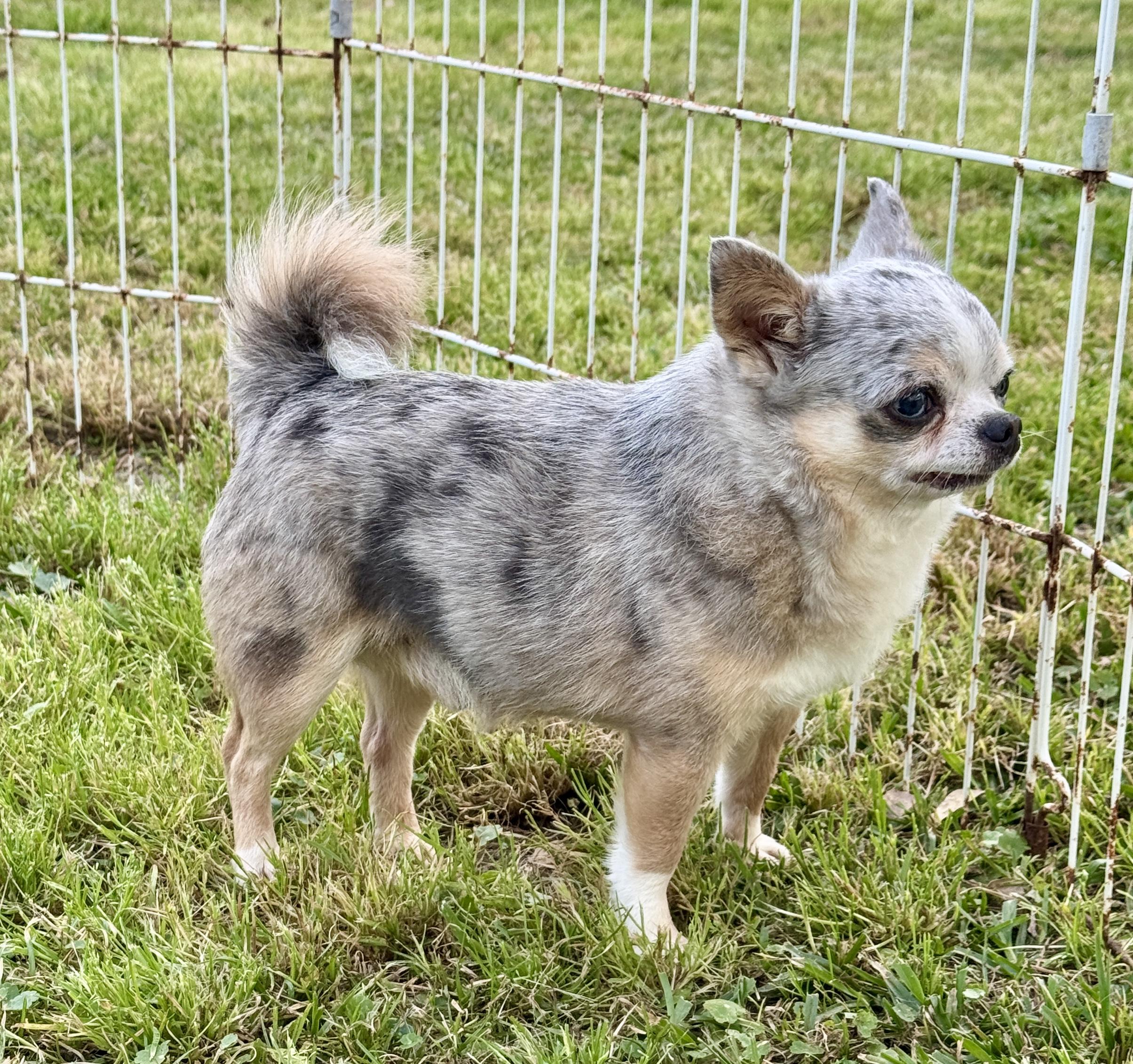 Stryker (5.5 lbs), an adopted Chihuahua in Enfield, CT image 4/5