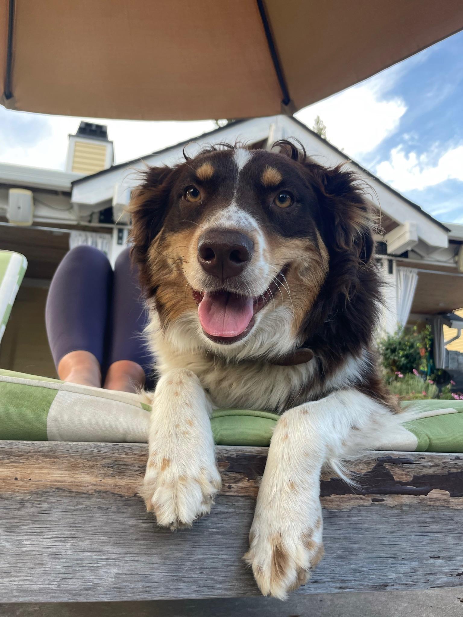 Enlarge Daisy , an adoptable Australian Shepherd in Vancouver, WA image 4/4