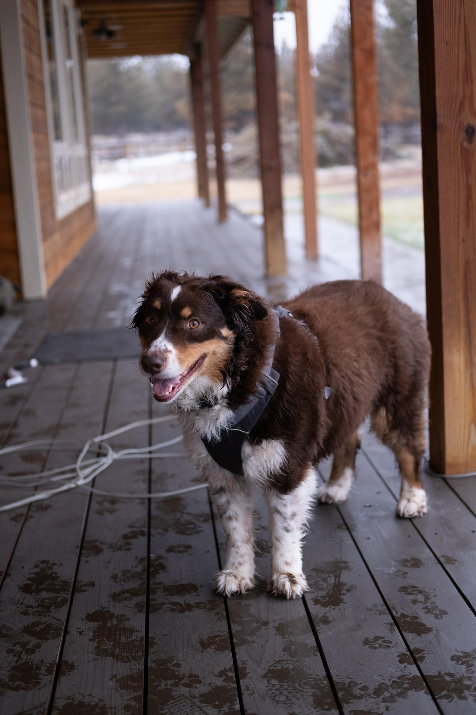Enlarge Daisy , an adoptable Australian Shepherd in Vancouver, WA image 3/4