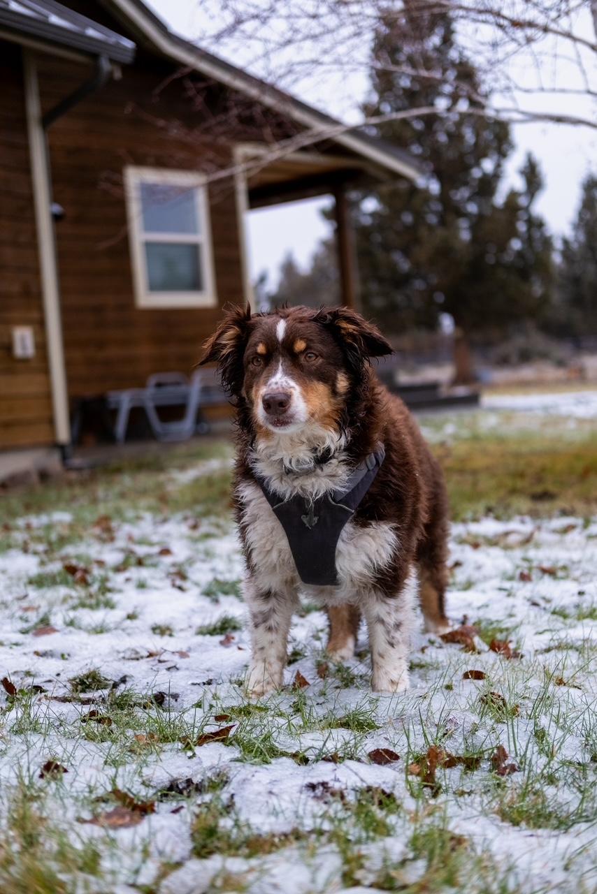 Enlarge Daisy , an adoptable Australian Shepherd in Vancouver, WA image 1/4
