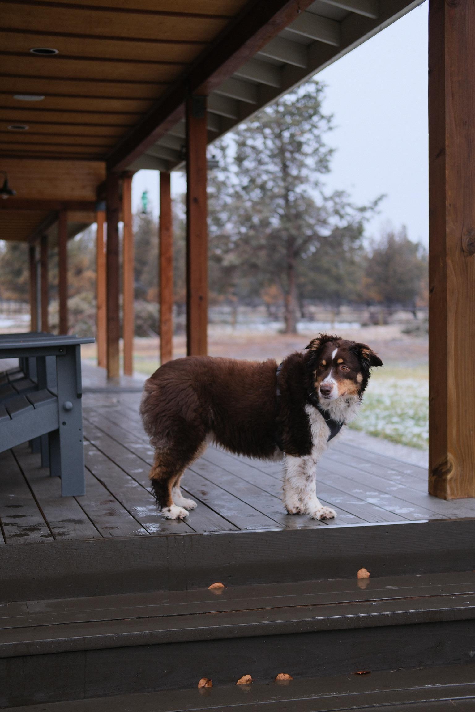 Enlarge Daisy , an adoptable Australian Shepherd in Vancouver, WA image 2/4