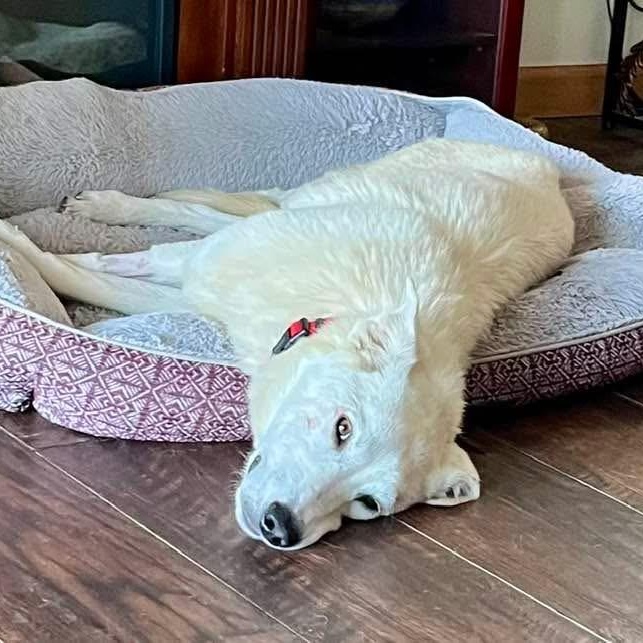 Nettie — thumbnail 5