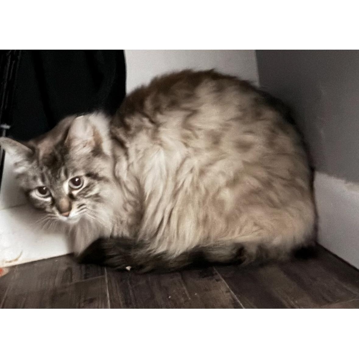 Sassy and Priscilla, a ADOPTABLE mixed breed in Kirklin, IN image 6/6