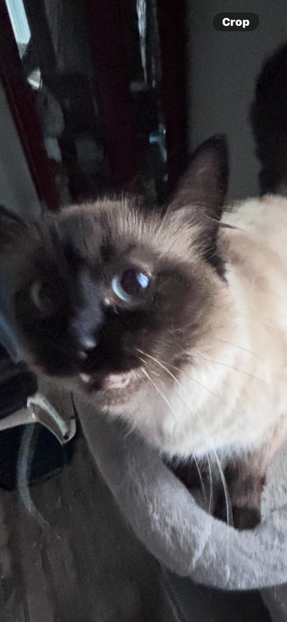 Sassy and Priscilla, ADOPTABLE, Adult Female Domestic Long Hair & Siamese.