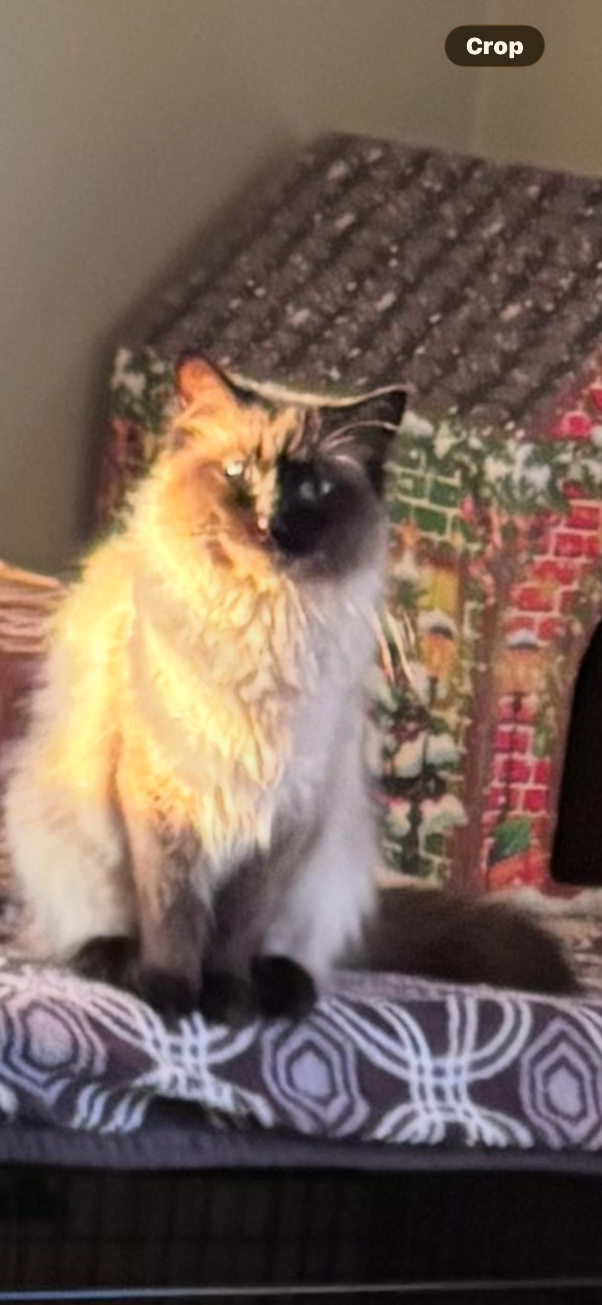 Sassy and Priscilla, a ADOPTABLE mixed breed in Kirklin, IN image 2/6
