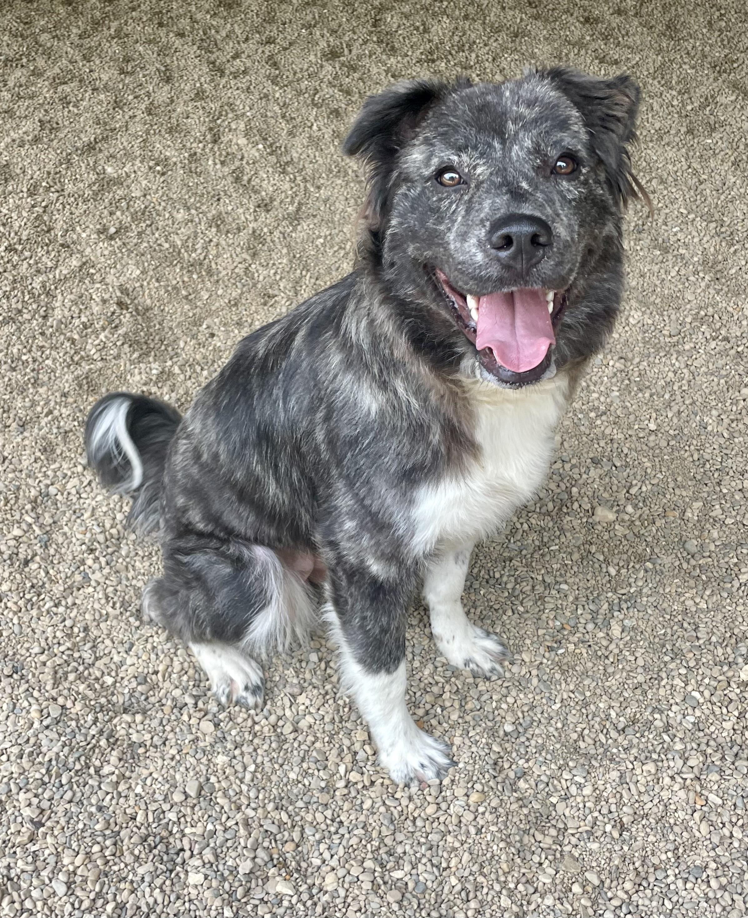 Winnie, an adopted mixed breed in Lacon, IL image 3/4