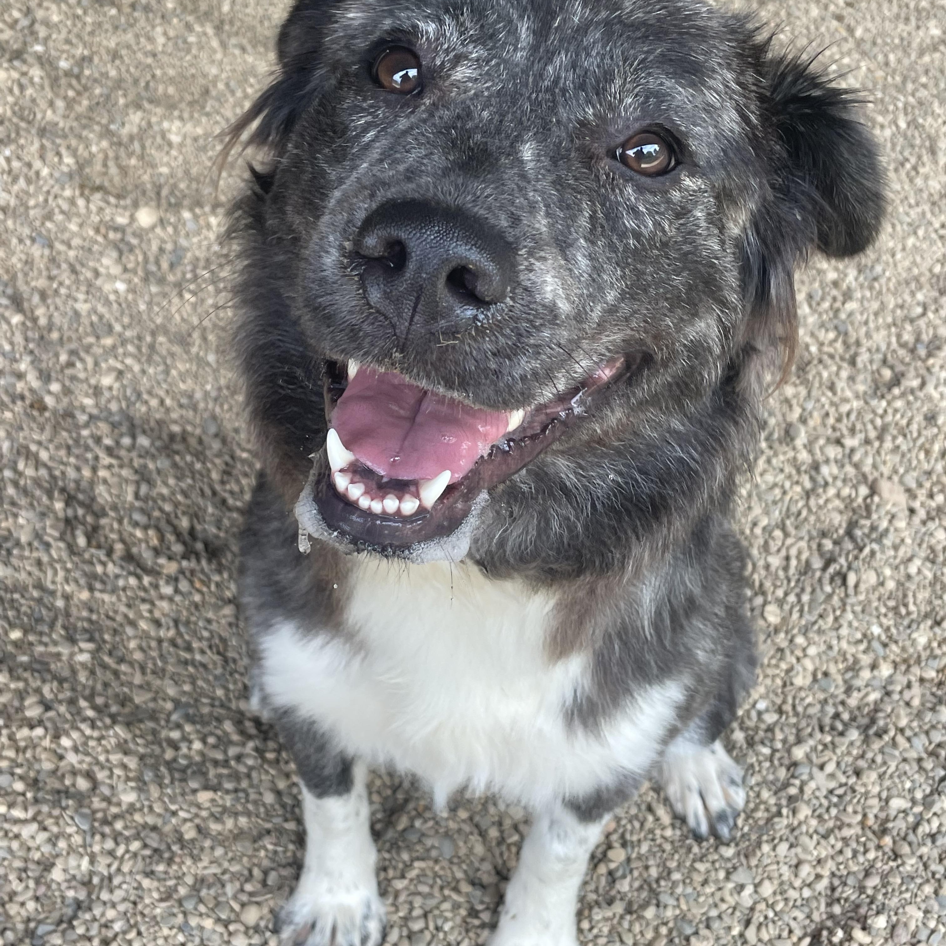 Winnie, an adopted mixed breed in Lacon, IL image 4/4