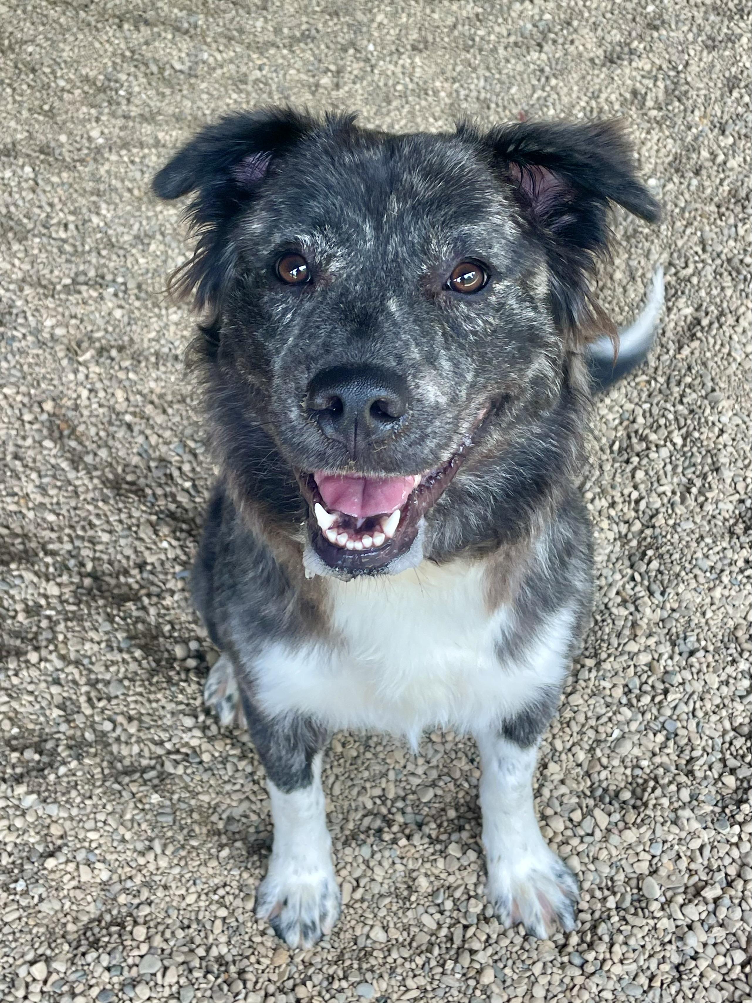 Winnie, an adopted mixed breed in Lacon, IL image 2/4