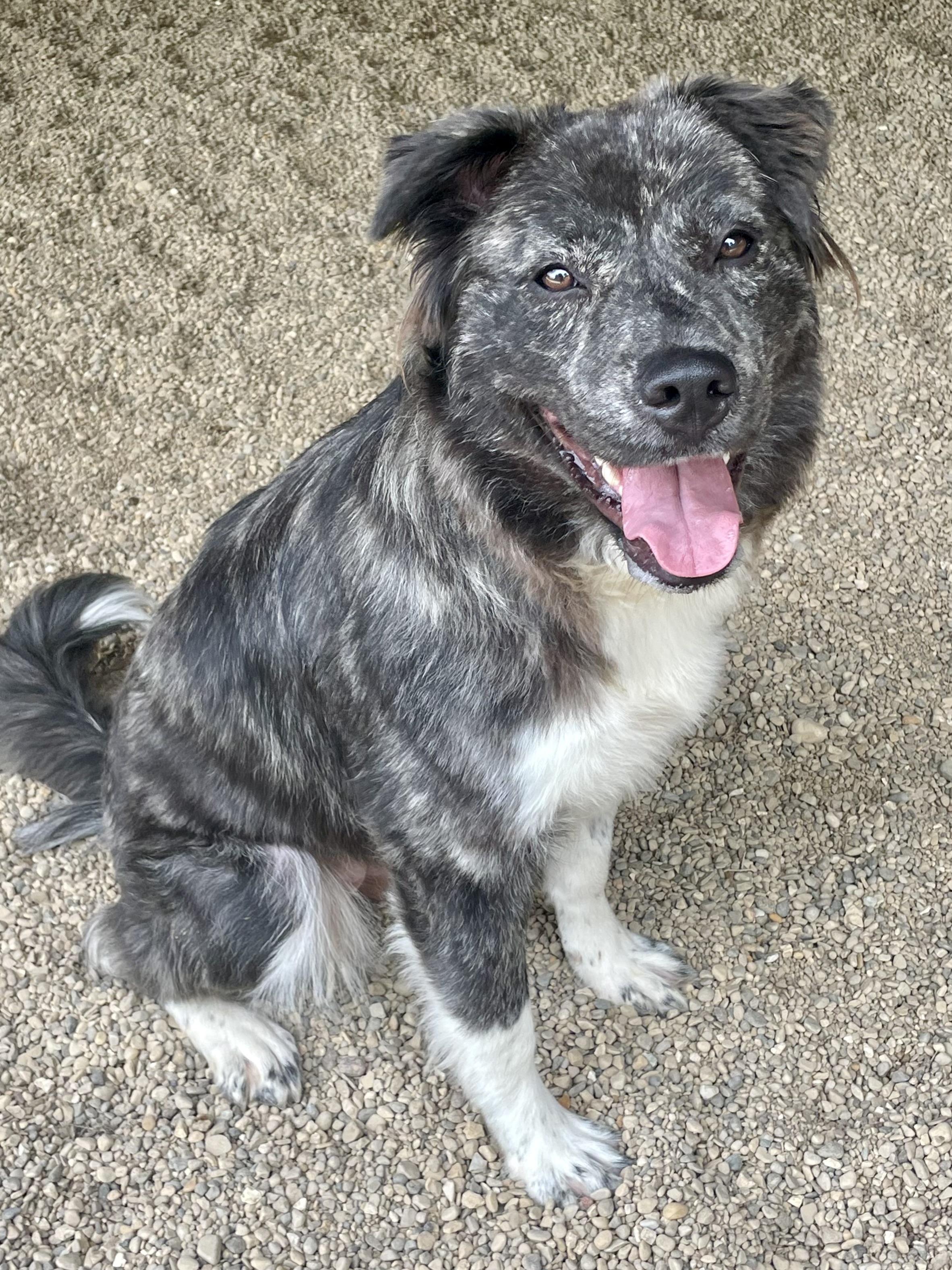 Winnie, an adopted mixed breed in Lacon, IL image 1/4